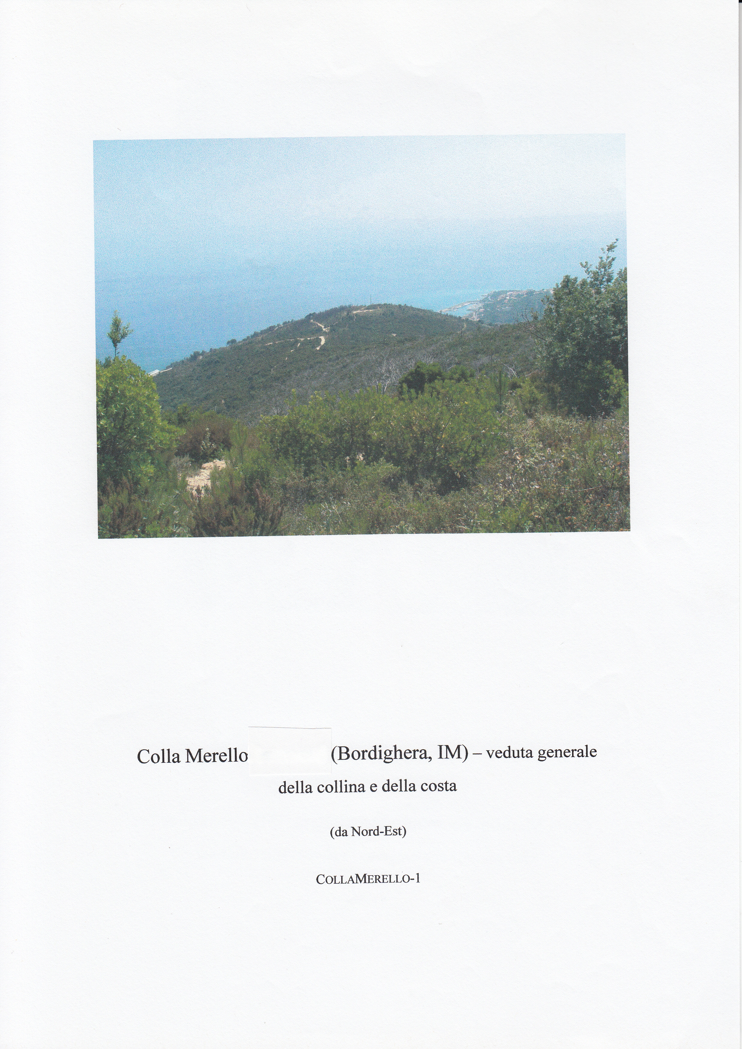 COLLA MERELLO-ENAMURAI
