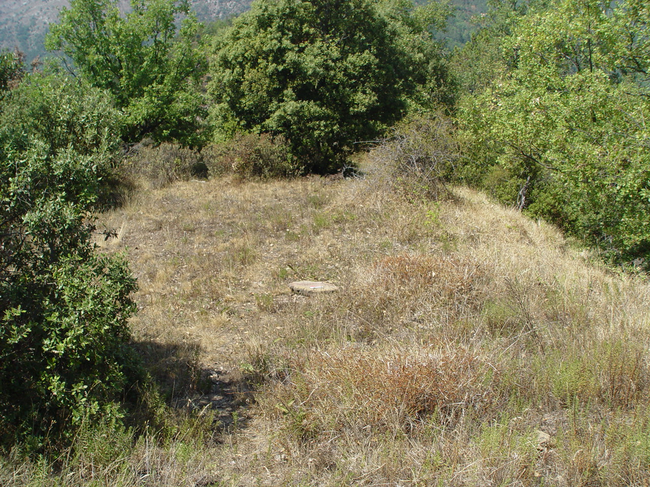 Colla Bernauda
