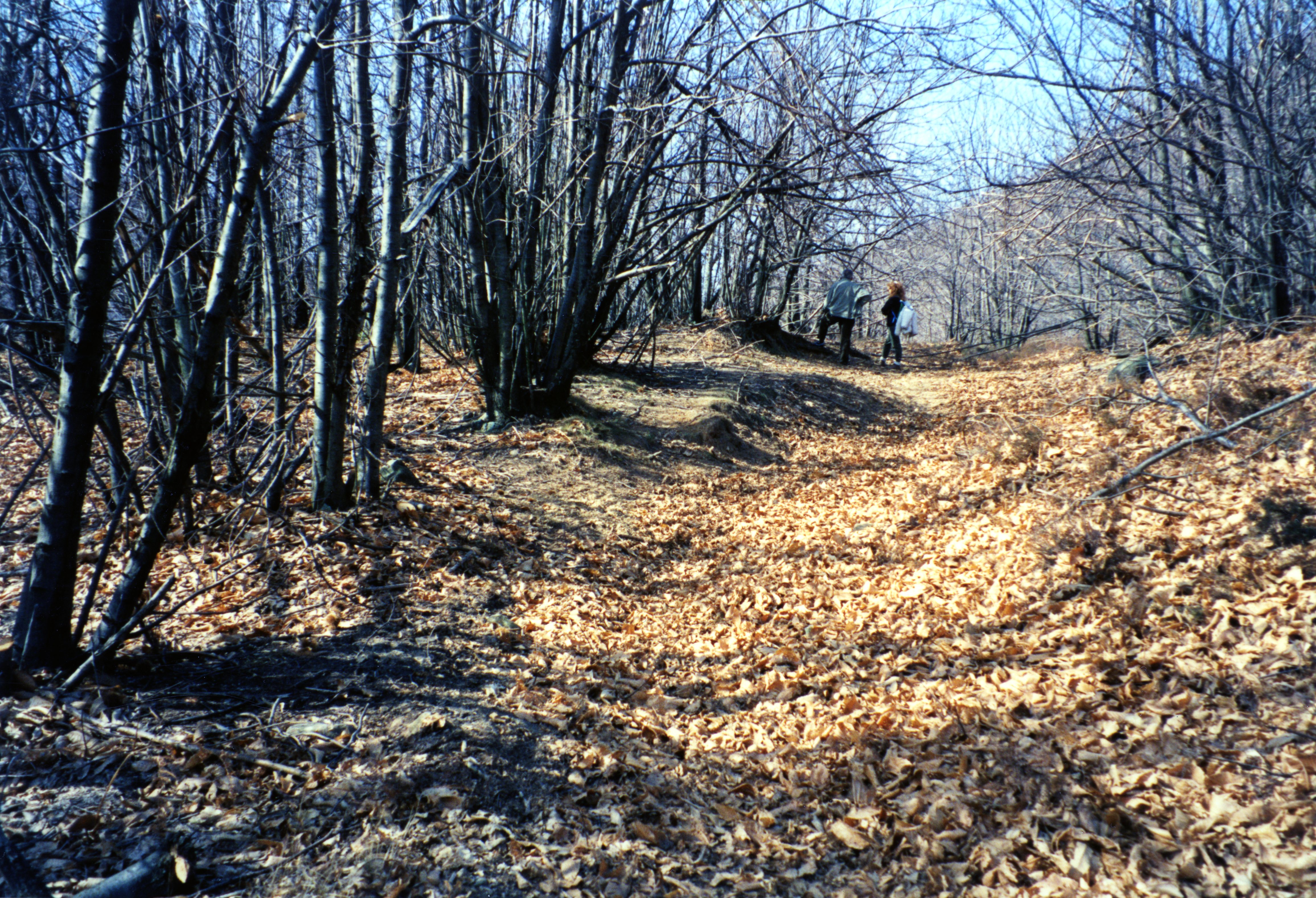 Castellaro di Cota