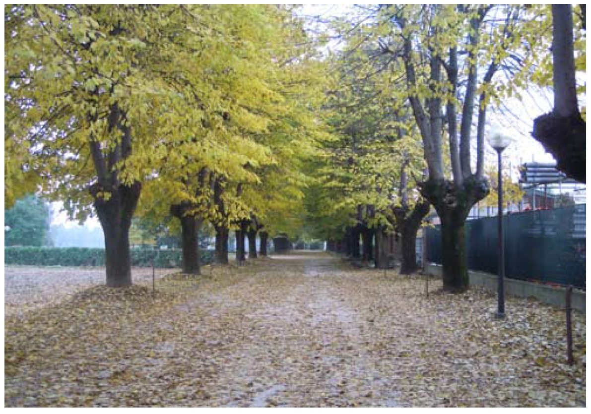 Viale della Rimembranza di Trenzano , viale della stazione