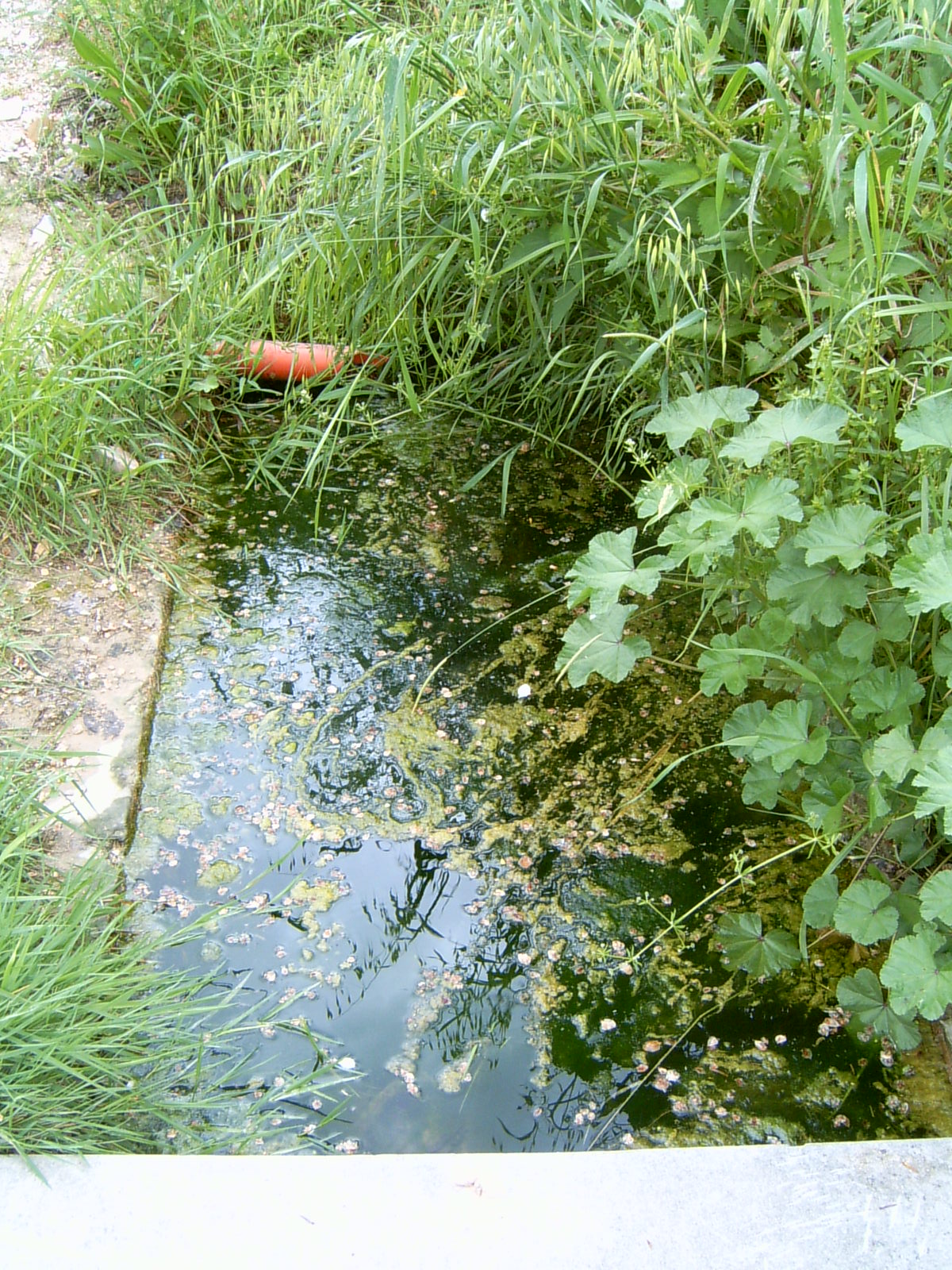Fonte della Concia