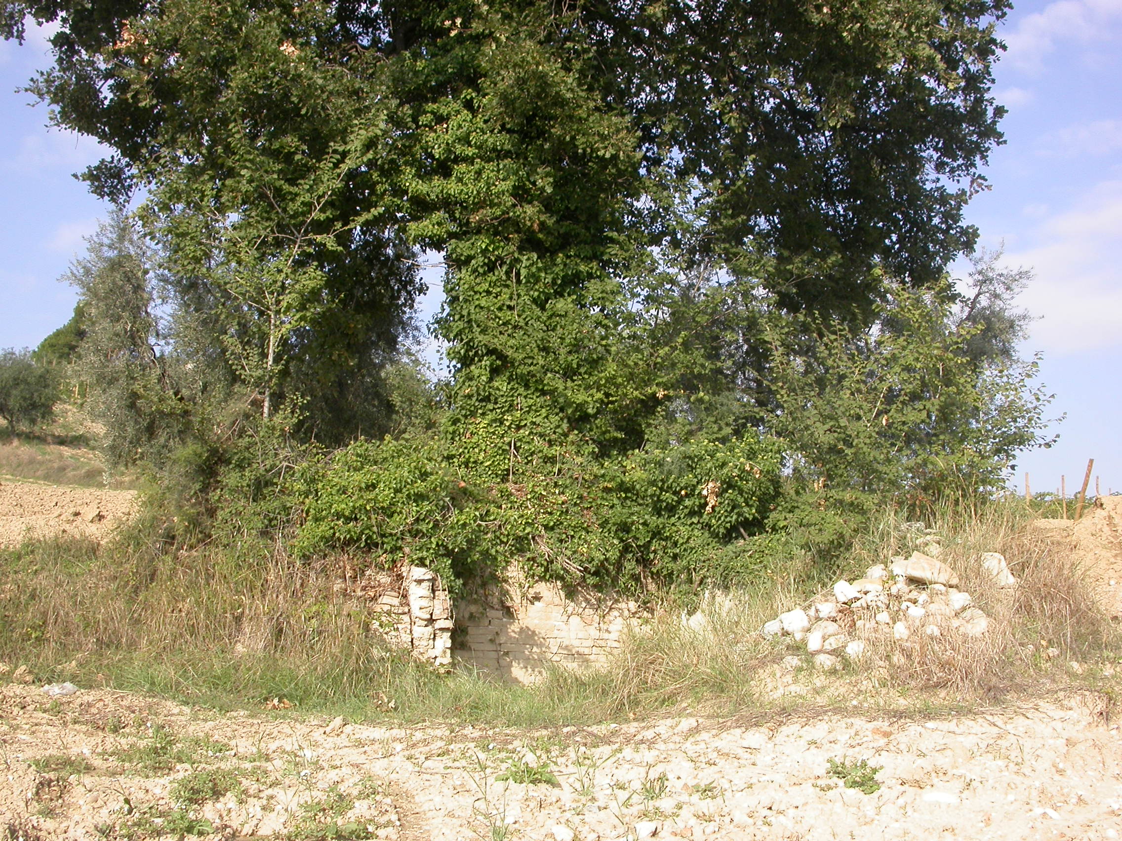 Fonte