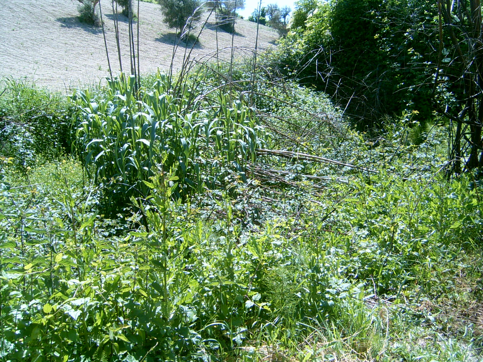Fonte Vecchia