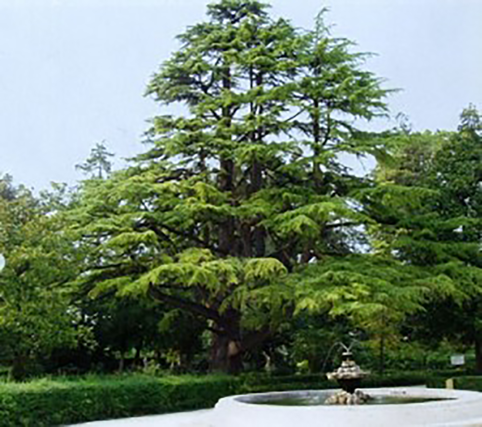 Chiosco e fontana giardino Coletti