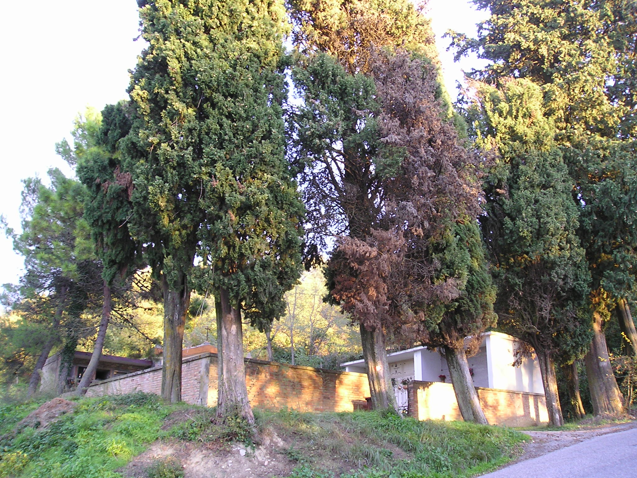 Cimitero di Schieti