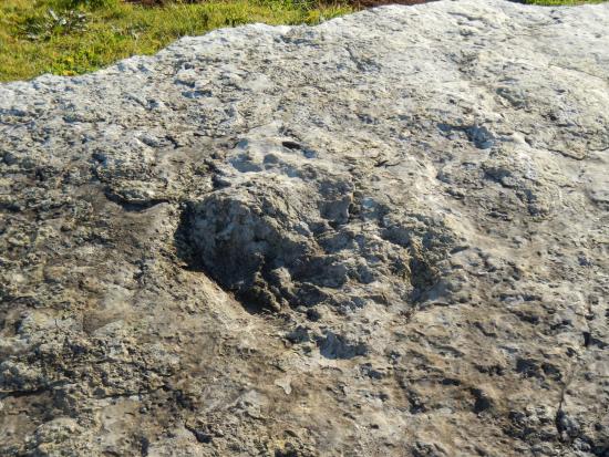 area di materiale mobile, resti paleontologici, Impronte di Dinosauri