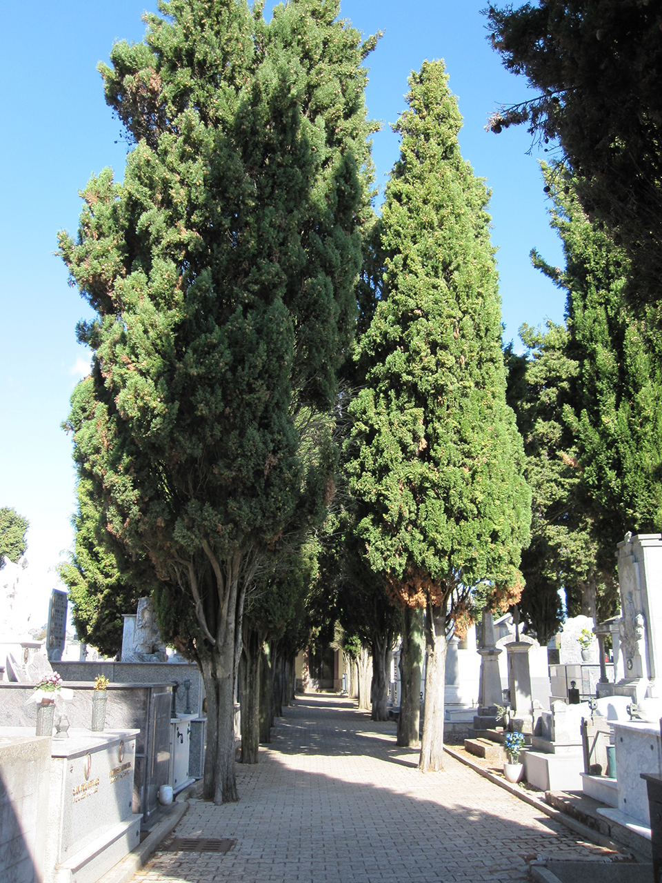 Viale della Rimembranza di Sindia