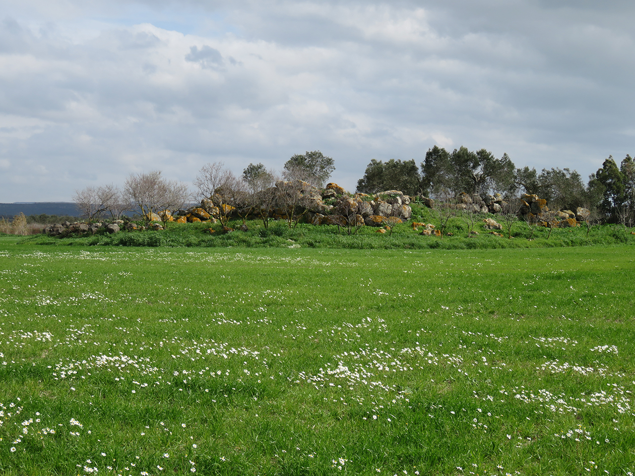 Maringianu