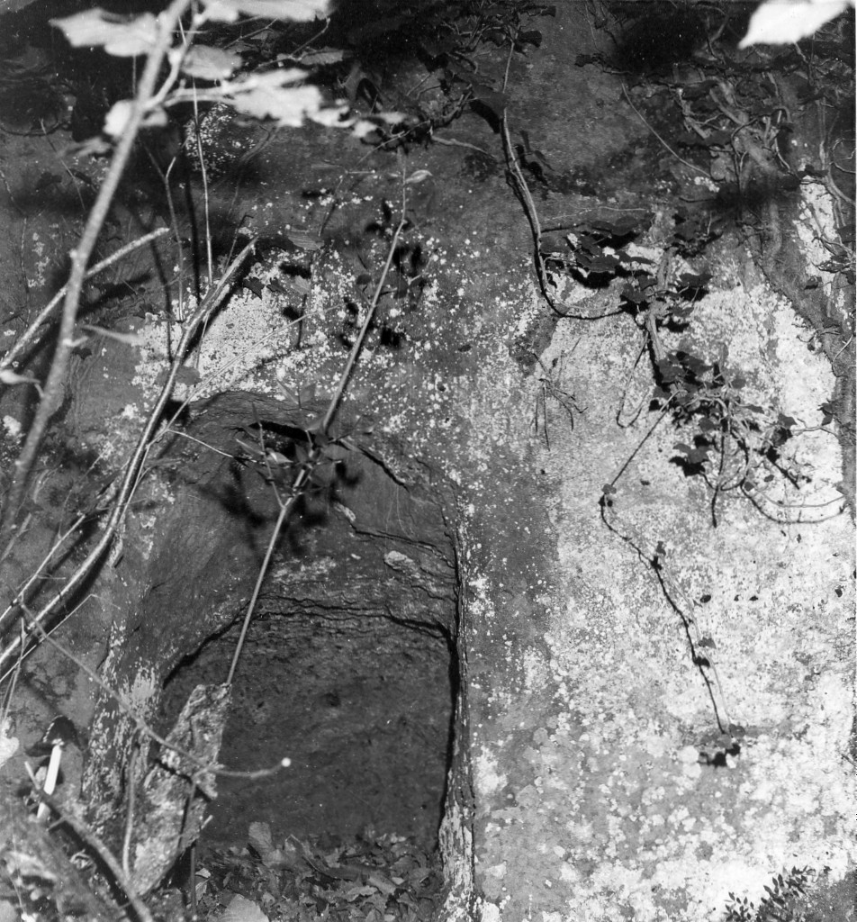 Folonia t.12