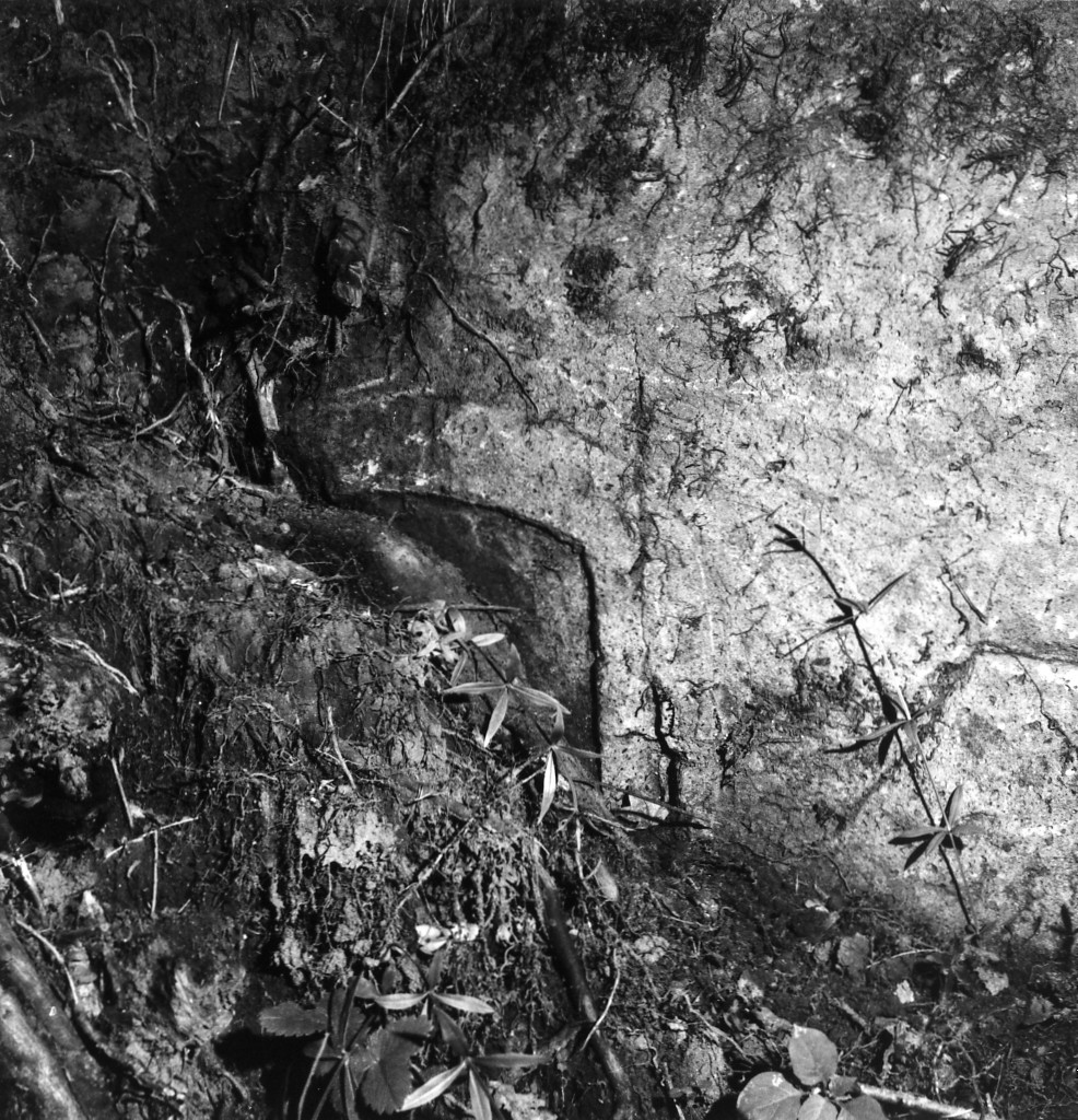 Folonia t.7