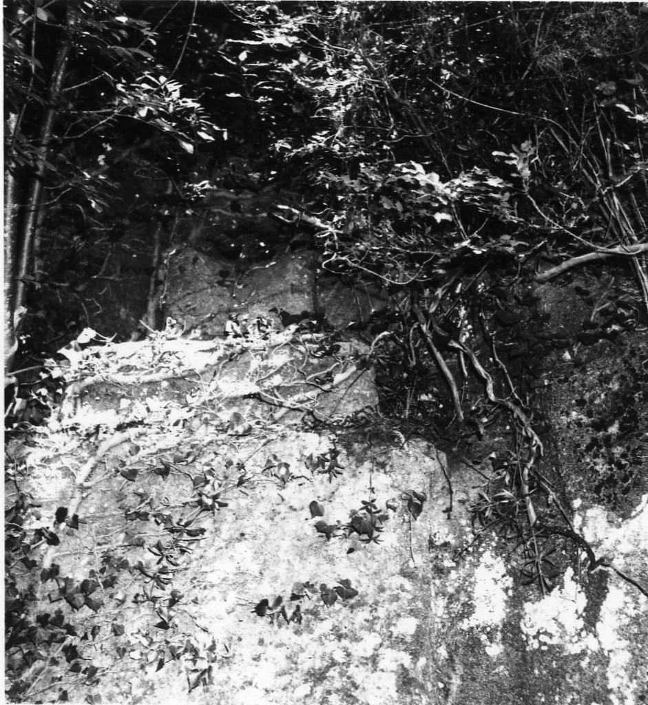 P. Stanziale t.11
