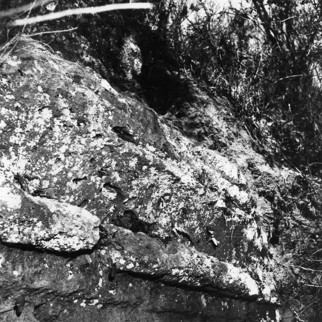 Tollena t.1