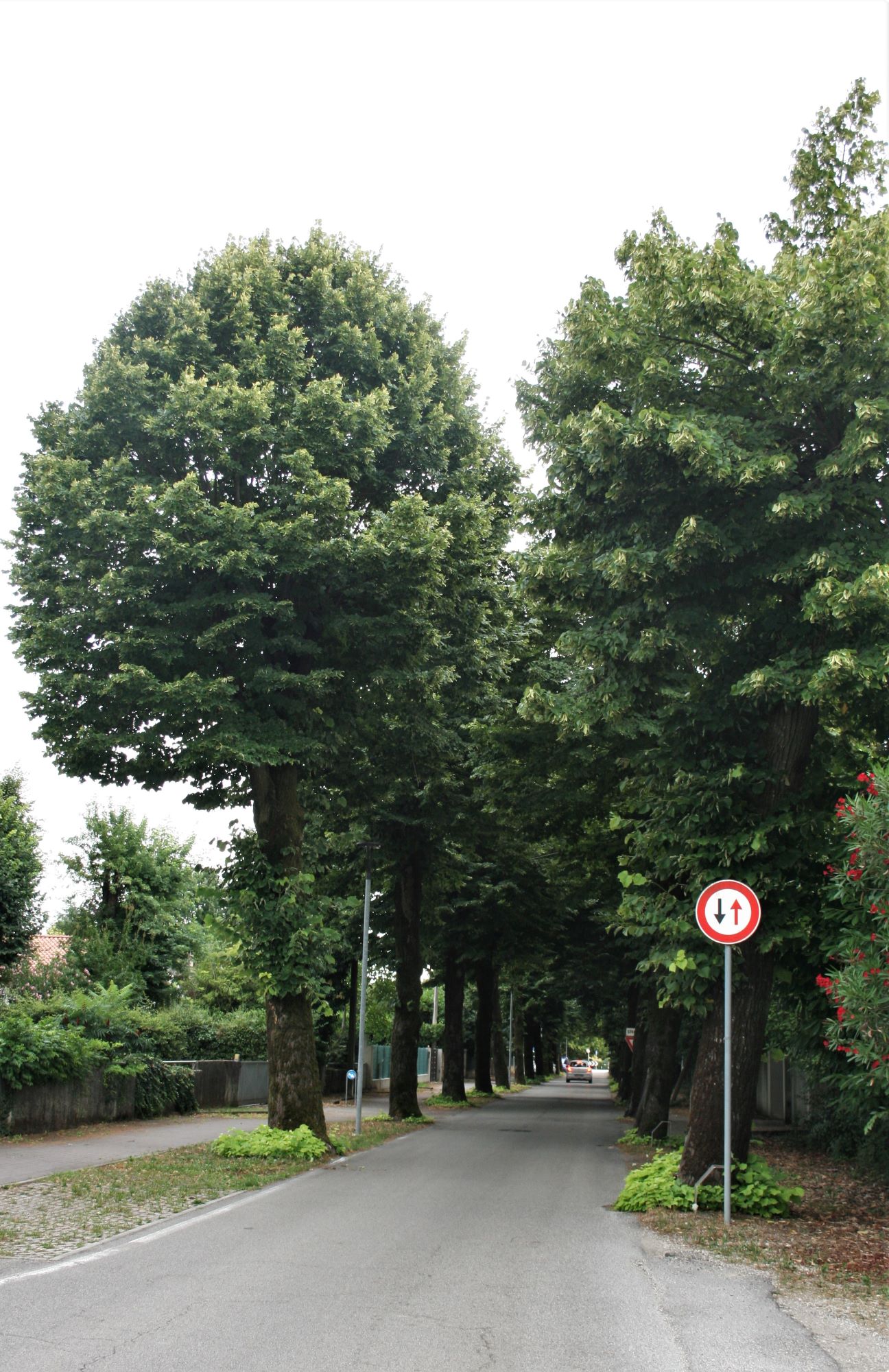 Viale della Rimembranza di San Michele delle Badesse