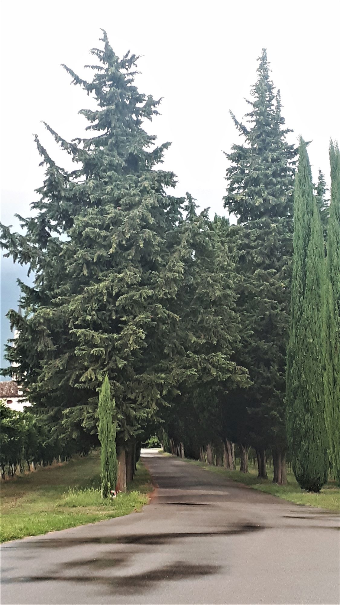 Viale della Rimembranza di Col San Martino