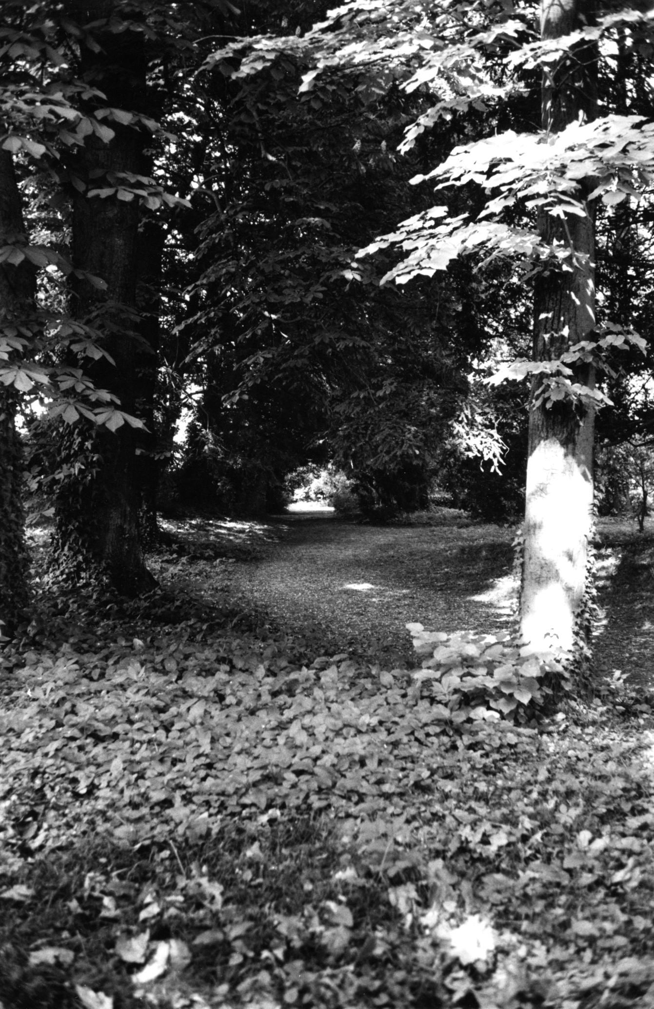 parco di villa Rocca dei Leoni, ora hotel Villa Ducale