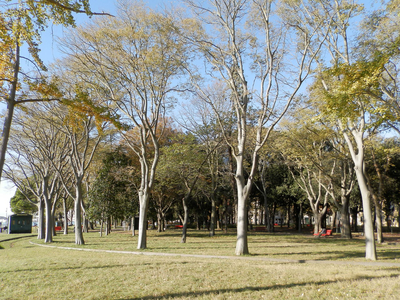 Parco delle Rimembranze di Sant'Elena , Giardini di Sant'Elena, Pineta di Sant'Elena