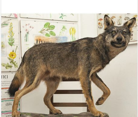 Museo civico di storia naturale di Stazzano