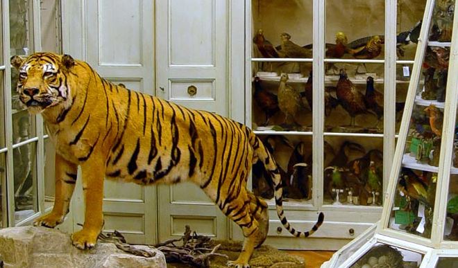 Museo civico "Craveri" di storia naturale