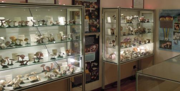 Civico museo didattico di scienze naturali "Mario Strani"