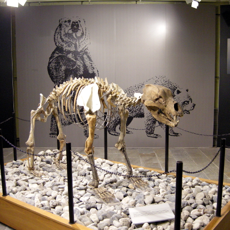 Museo di Archeologia e Paleontologia "Carlo Conti"