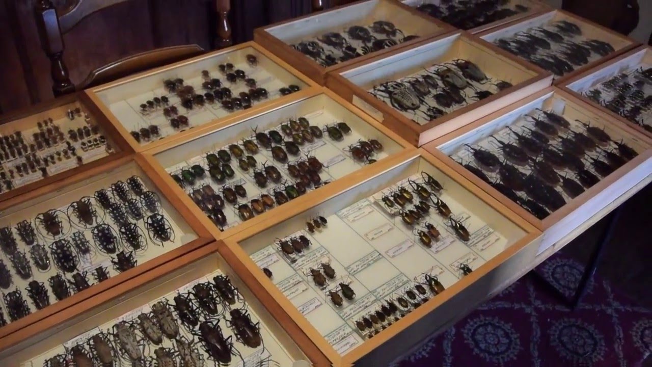 Museo di scienze naturali di Guardabosone
