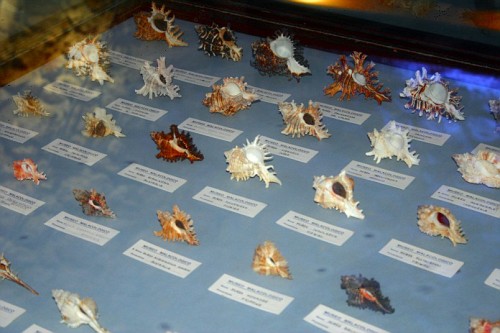 Museo malacologico di Vieste