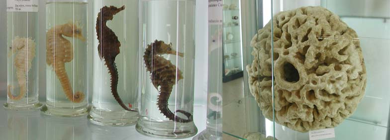 Museo di biologia marina "Pietro Parenzan"