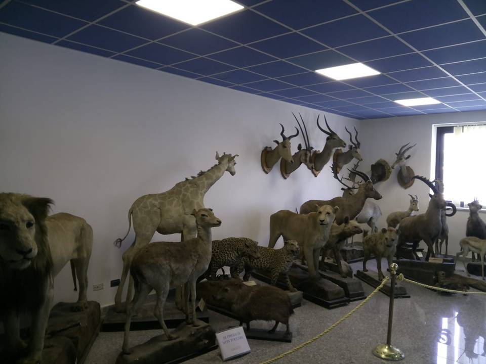 Museo zoologico Cambrìa