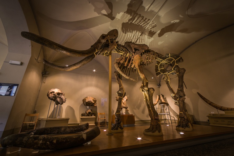 Museo di storia naturale dell’Università di Firenze - Sezione geologia e paleontologia
