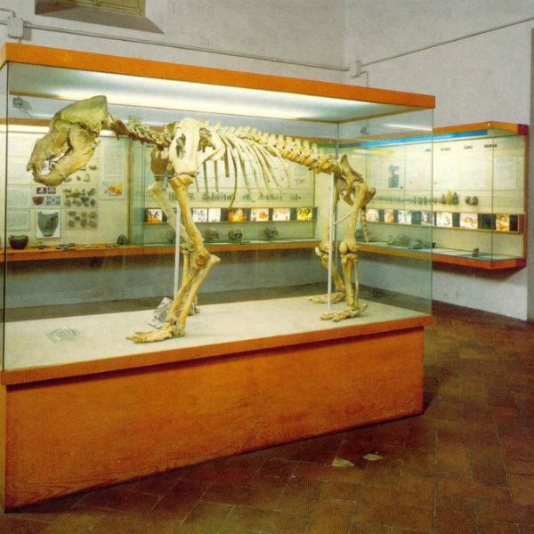 Museo e Istituto fiorentino di preistoria "Paolo Graziosi"