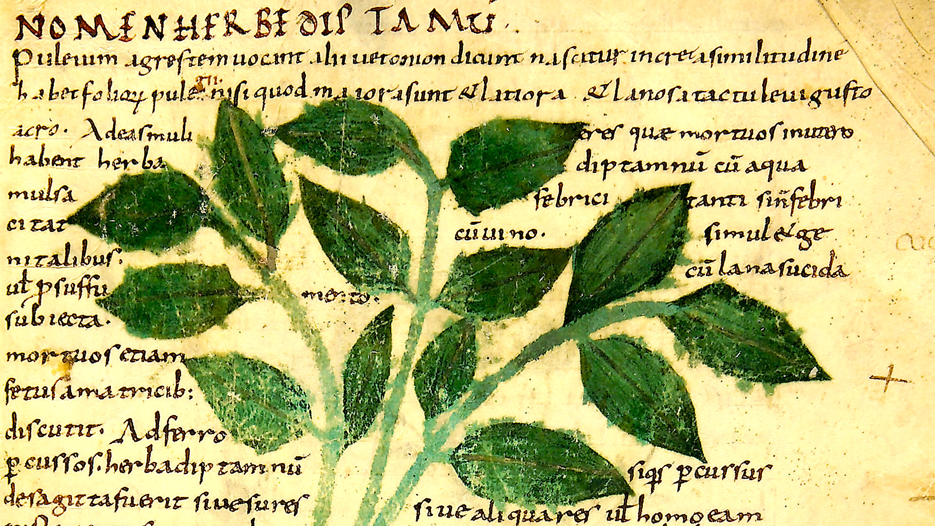 Biblioteca Statale di Lucca - L’Erbario dello Pseudo Apuleio e altri trattati