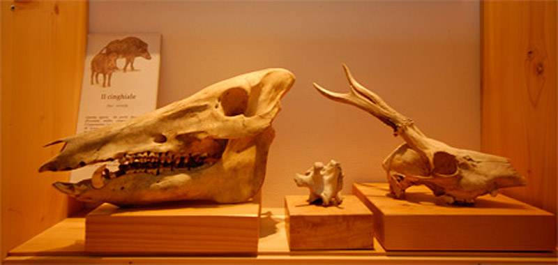 Museo di storia naturale della Lunigiana