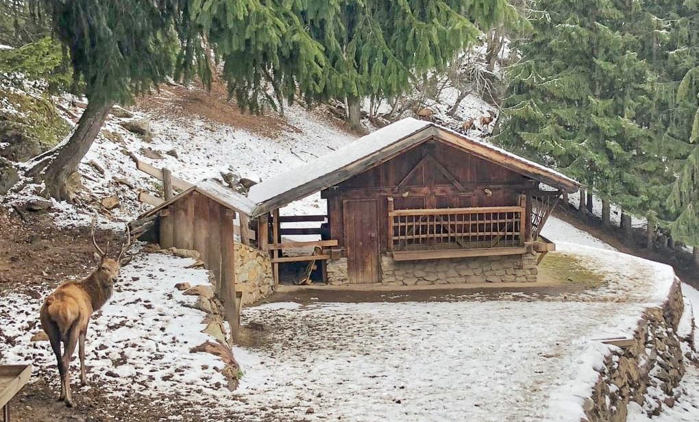 Area faunistica di Peio