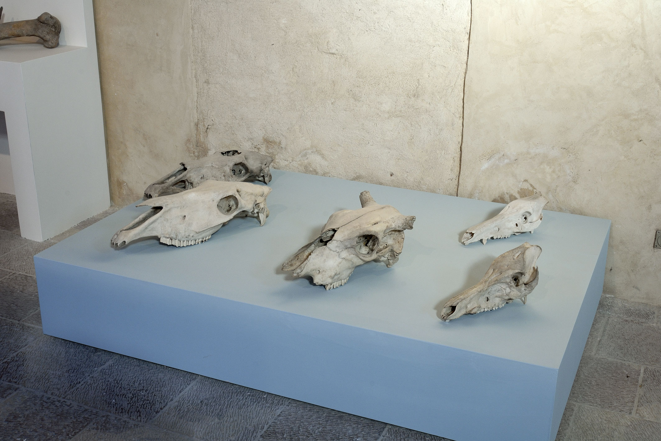 Mostra permanente di paleontologia