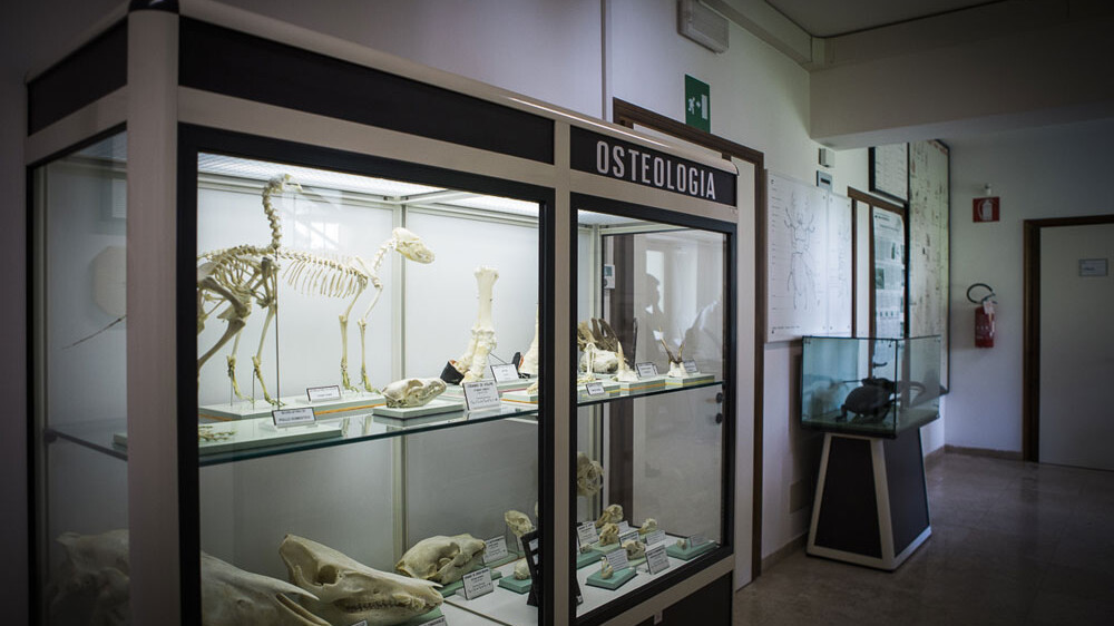 Museo di storia naturale dell'alpago