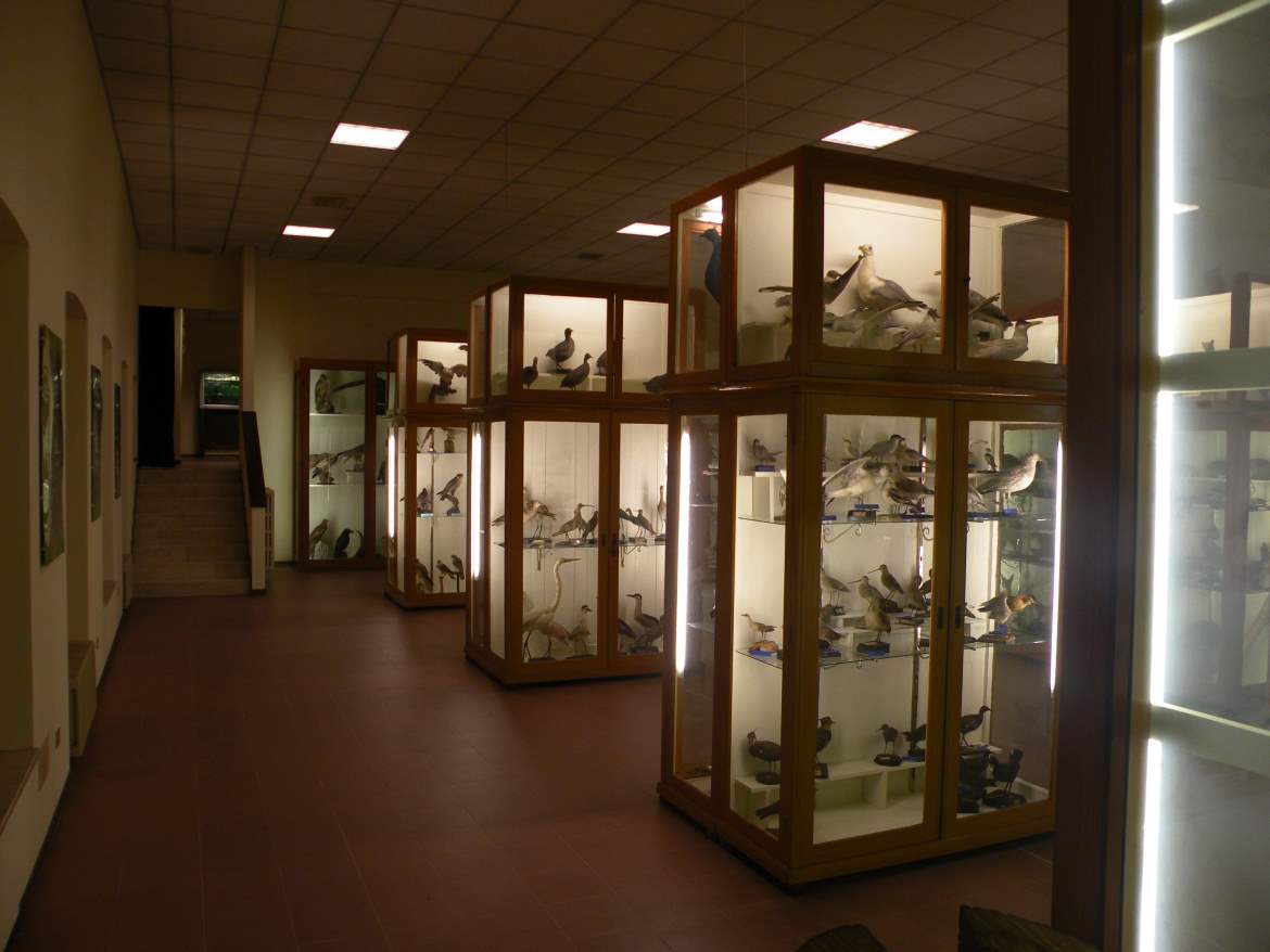 Museo di storia naturale Brandolini