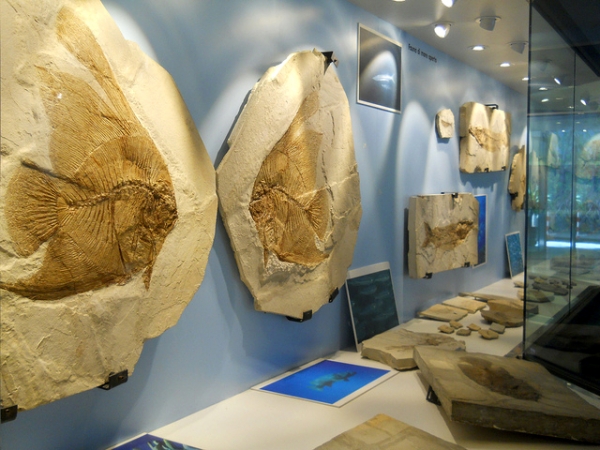 Museo dei fossili di Bolca