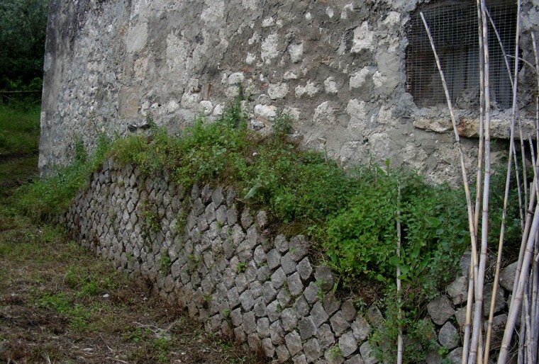 Cluviae