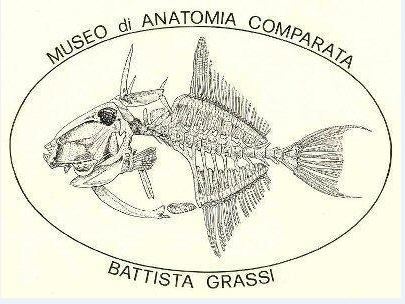 Museo di anatomia comparata di Roma
