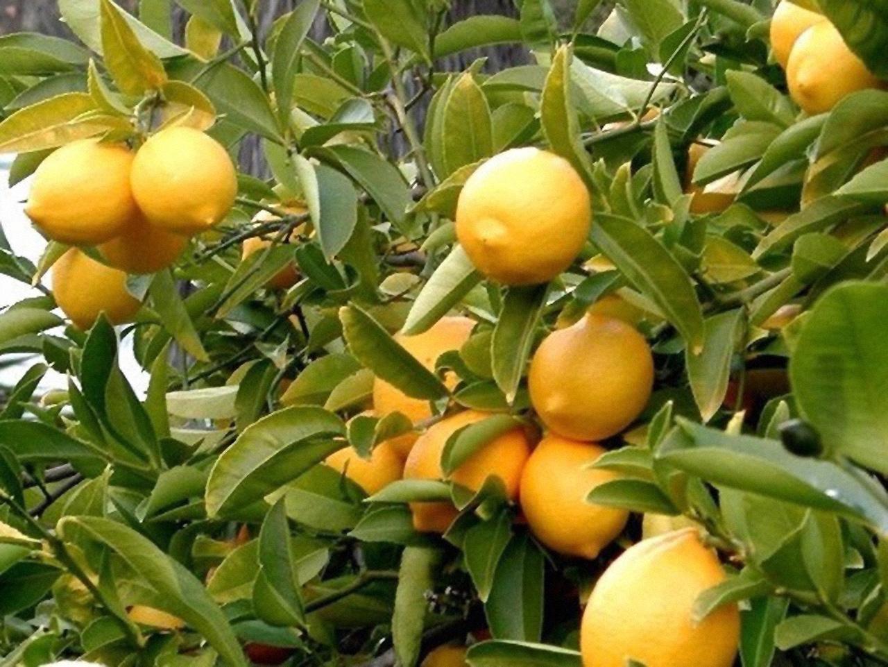Limonaia Pra dela Fam