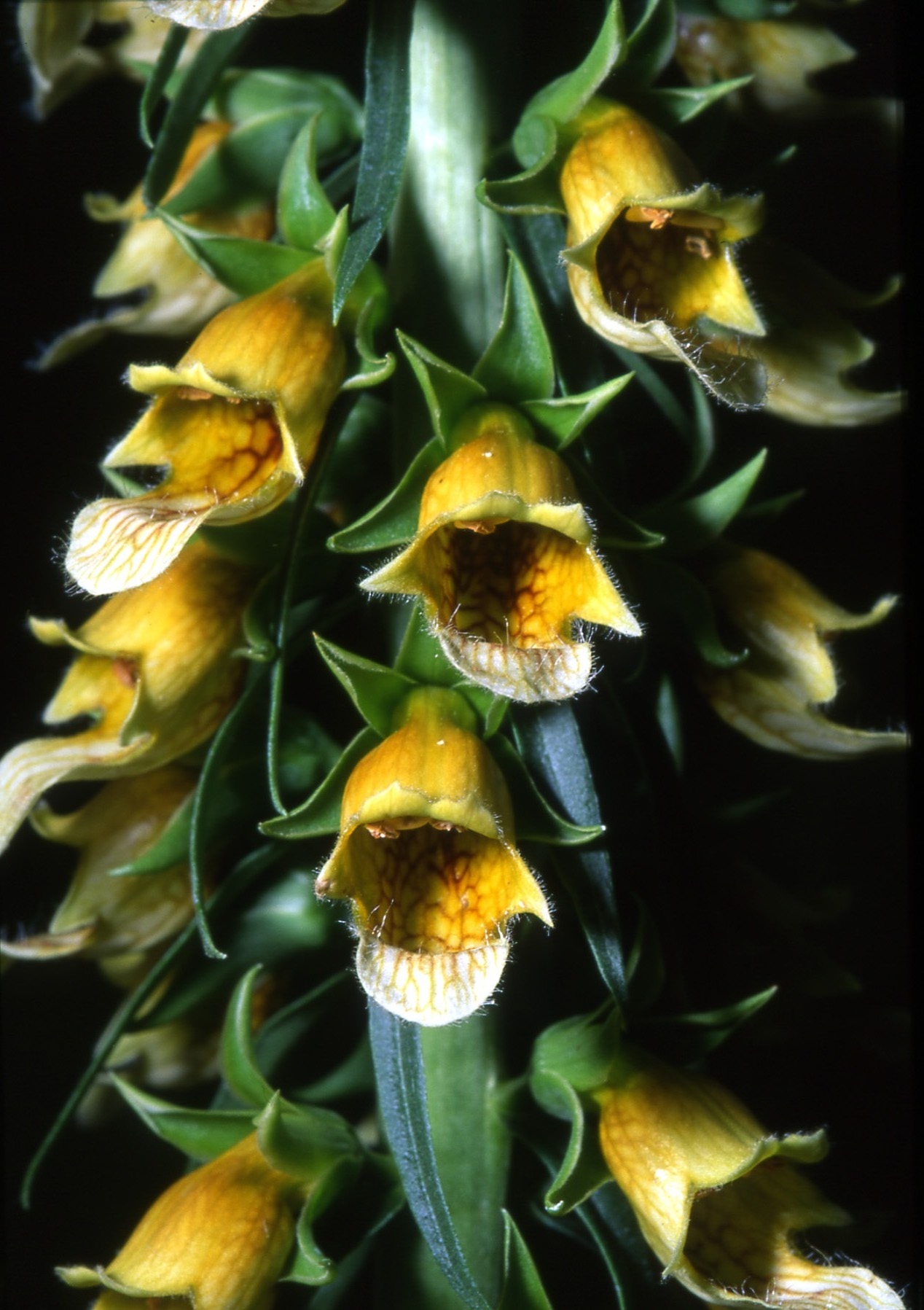 Orto botanico sperimentale G. E. Ghirardi