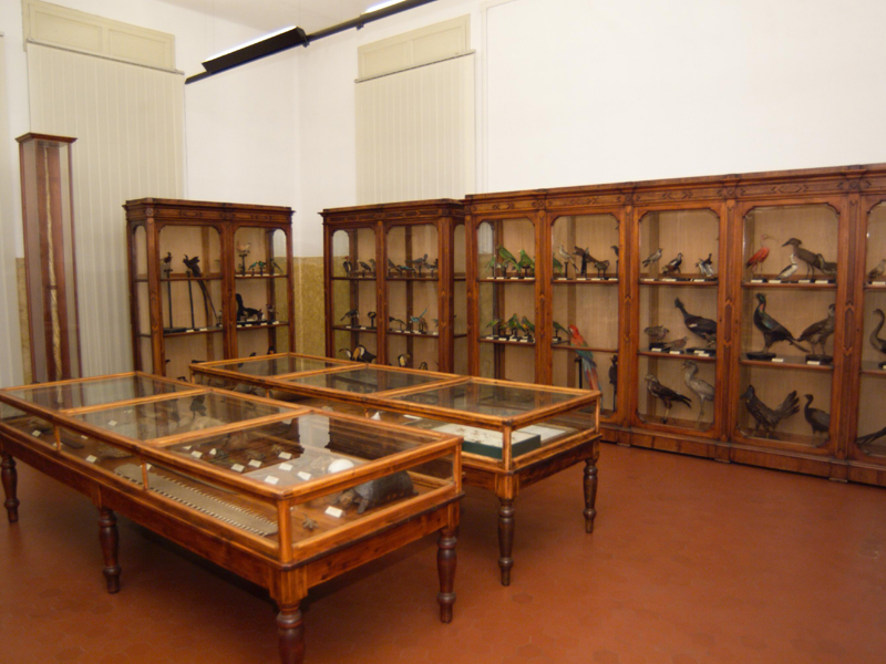 Museo civico di storia naturale di Cremona