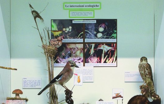 Civico museo naturalistico Ferruccio Lombardi Uccelli del Po