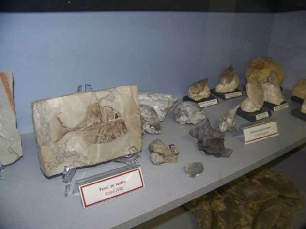 Civico museo di scienze naturali G. Orlandi