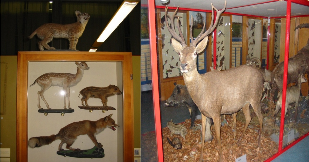 Civico museo di storia naturale
