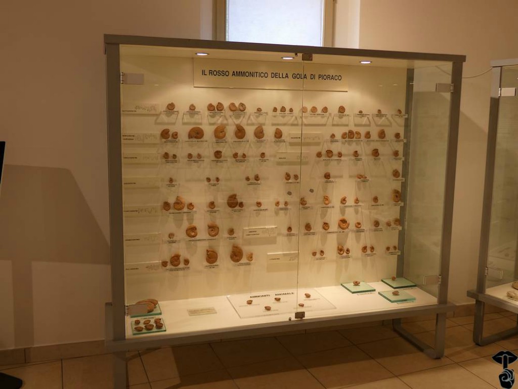 Museo dei funghi e dei fossili