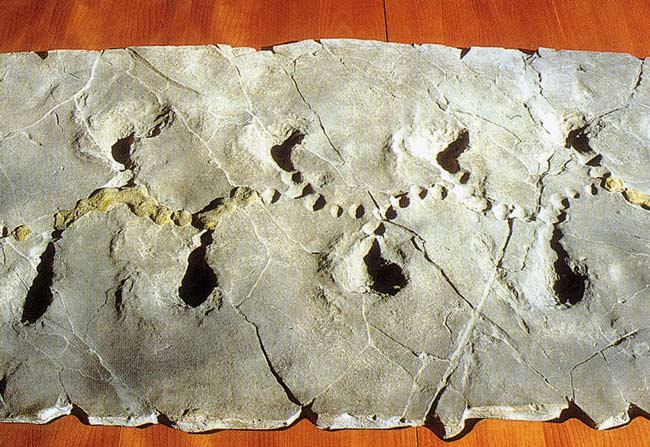Museo geoterritoriale di Cantiano
