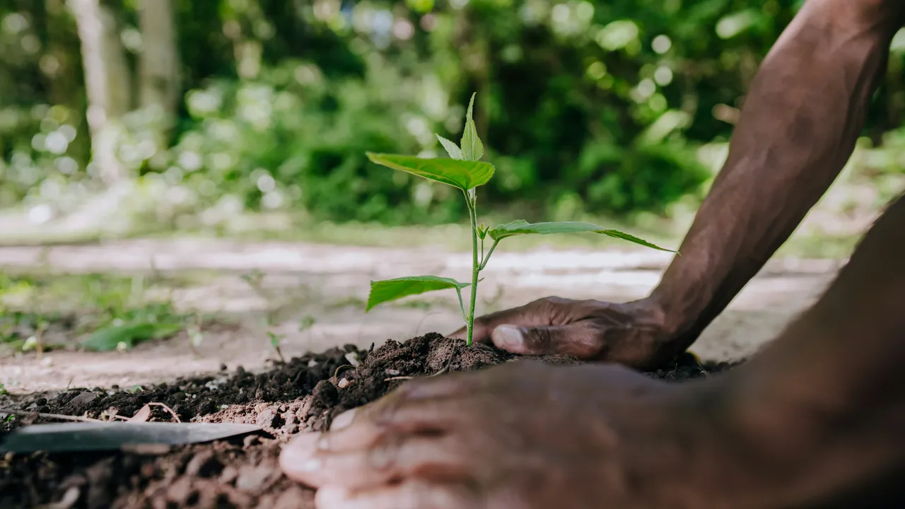 30% à l'achat d'un arbre